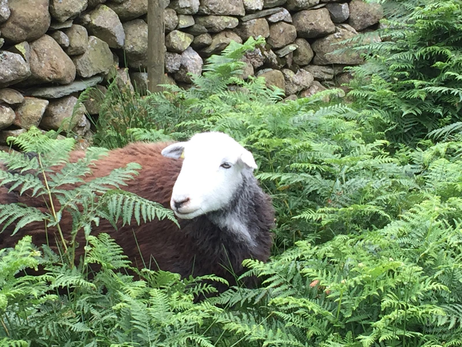 White faced sheep looking a little lost in the bracken as they contemplate a new shelter made from railway sleepers. Railwaysleepers.com