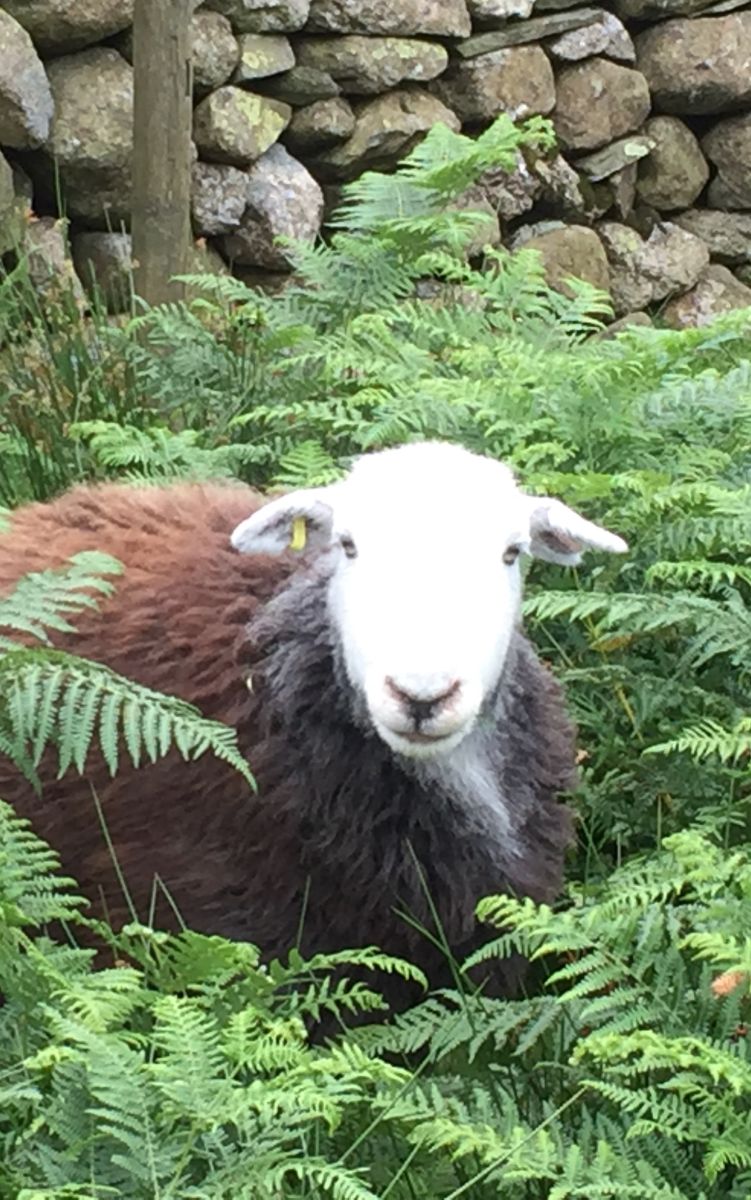 White faced sheep peering out from bracken, maybe searching for railway sleepers! Railwaysleepers.com