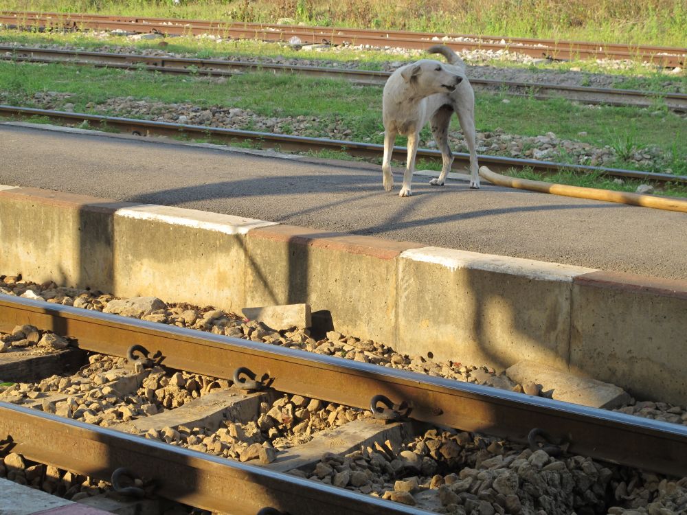 A dog is waiting for the train next to the railway sleeper tracks in Thailand