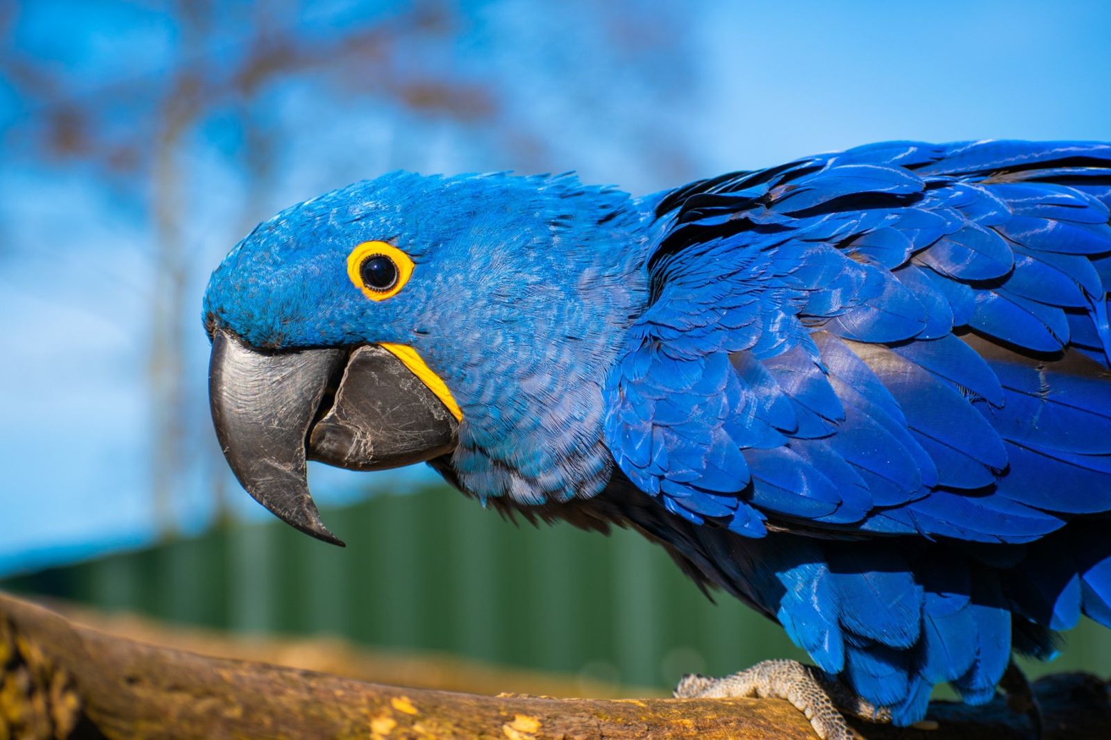 Beautiful blue parrot at Tropical Birdland's Leicestershire attraction. Railwaysleepers.com