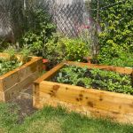 EMMA'S MOUTH WATERING RAISED BEDS FROM NEW PINE RAILWAY SLEEPERS