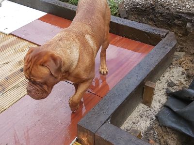 A king size bench, enormous hound and multiple use of railway sleepers