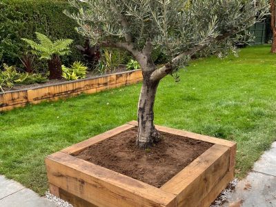Rob's attractive olive tree planter built from new oak railway sleepers