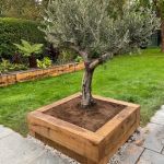 Rob's attractive olive tree planter built from new oak railway sleepers