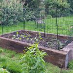 ROSEMARY ROSSER'S FORTIFIED RAISED BEDS WITH RECLAIMED OAK RAILWAY SLEEPERS