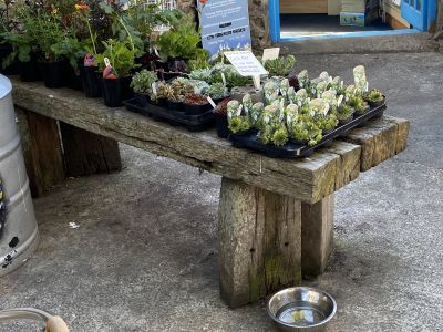 DISPLAY BENCHES FOR PLANTS MADE FROM OLD RAILWAY SLEEPERS IN WALES