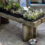DISPLAY BENCHES FOR PLANTS MADE FROM OLD RAILWAY SLEEPERS IN WALES