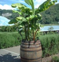 Oak barrel used as dramatic looking planter. Railwaysleepers.com